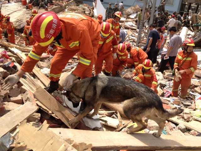 搜救犬